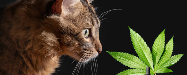 CBD pour chat