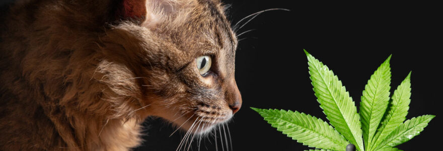 CBD pour chat